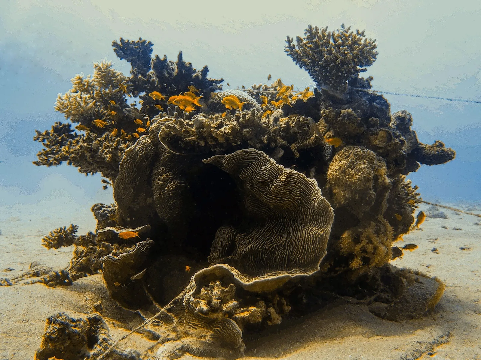 Habitat associated with Sharks