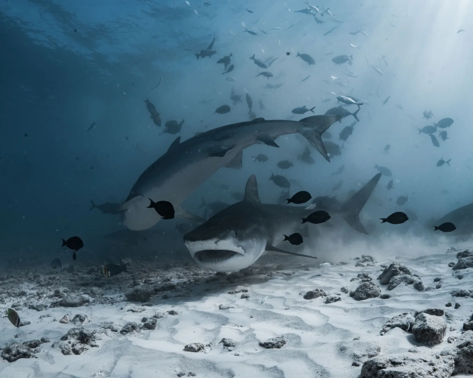 Sharks portrait
