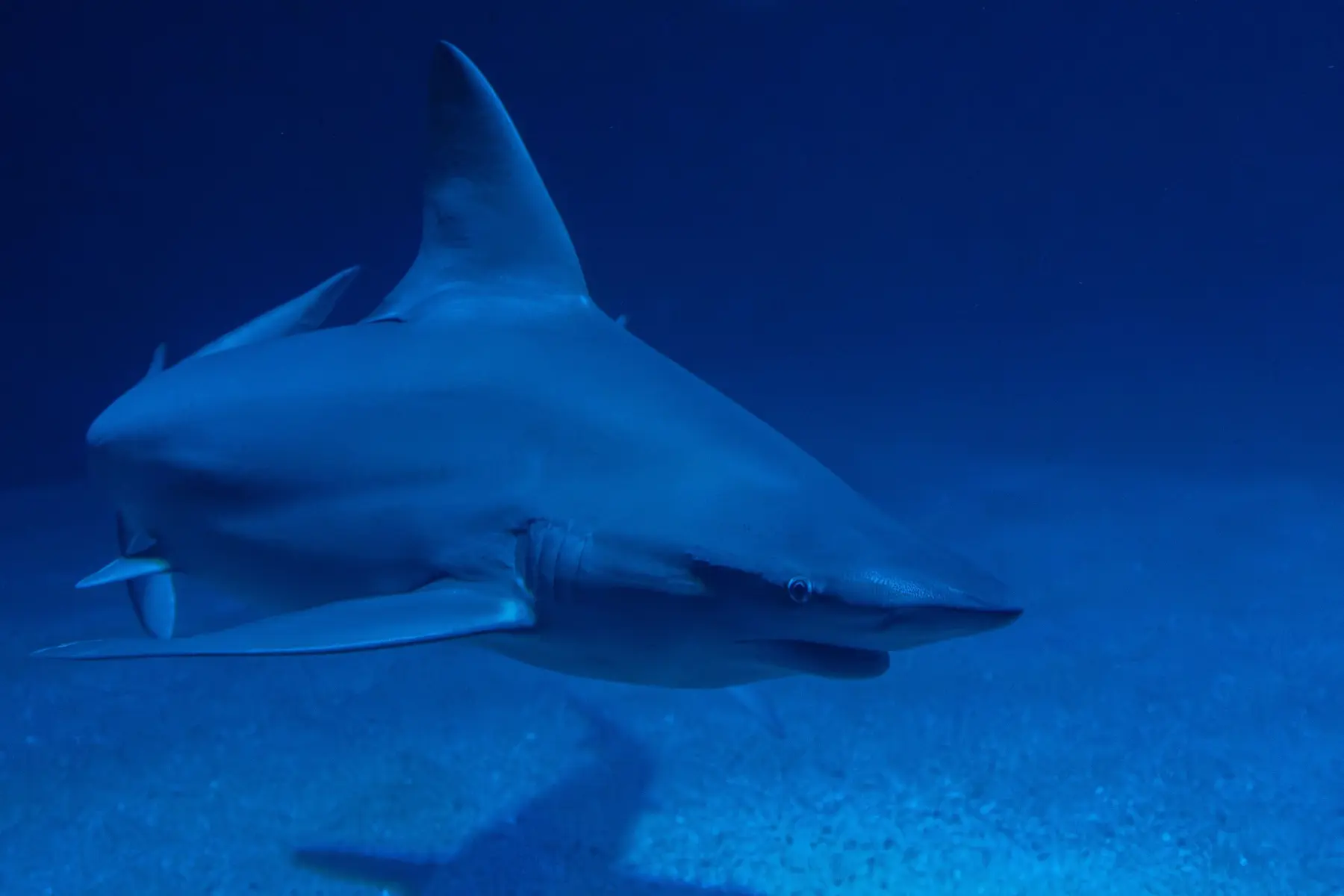 Sharks