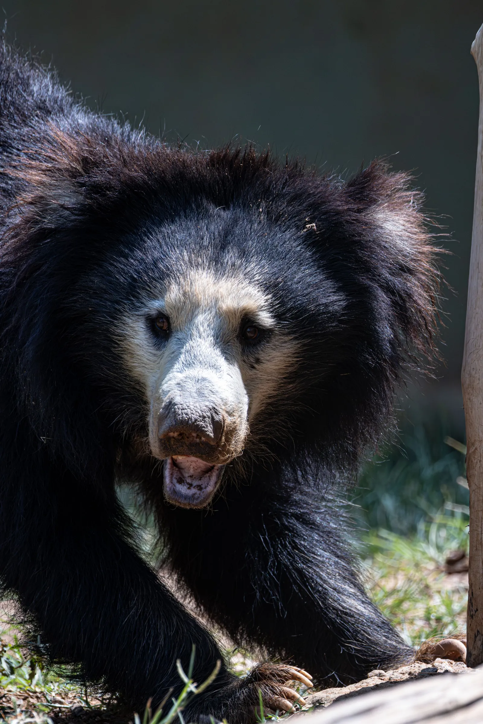 Behaviour or detail of Sloth bears