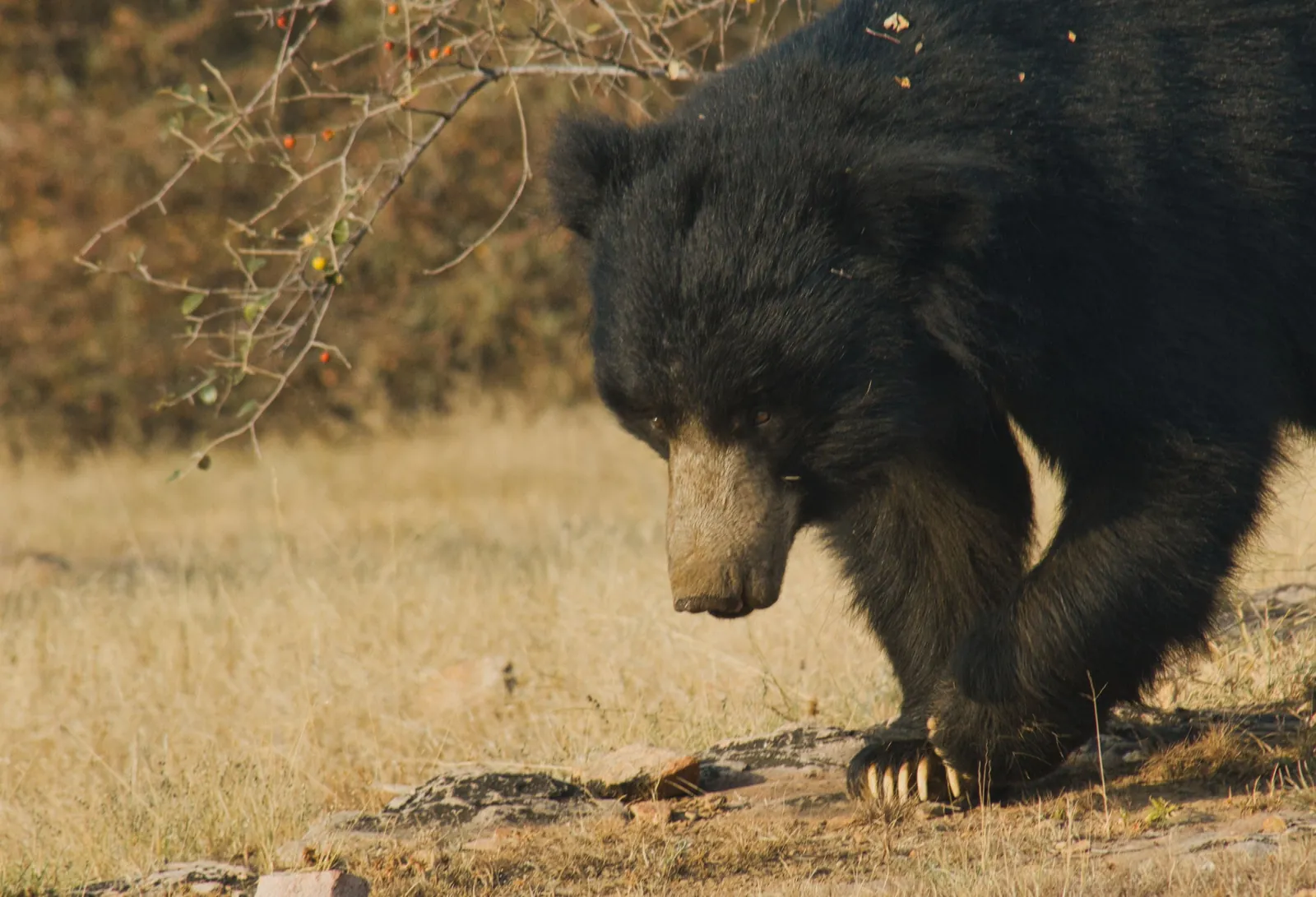 Sloth bears