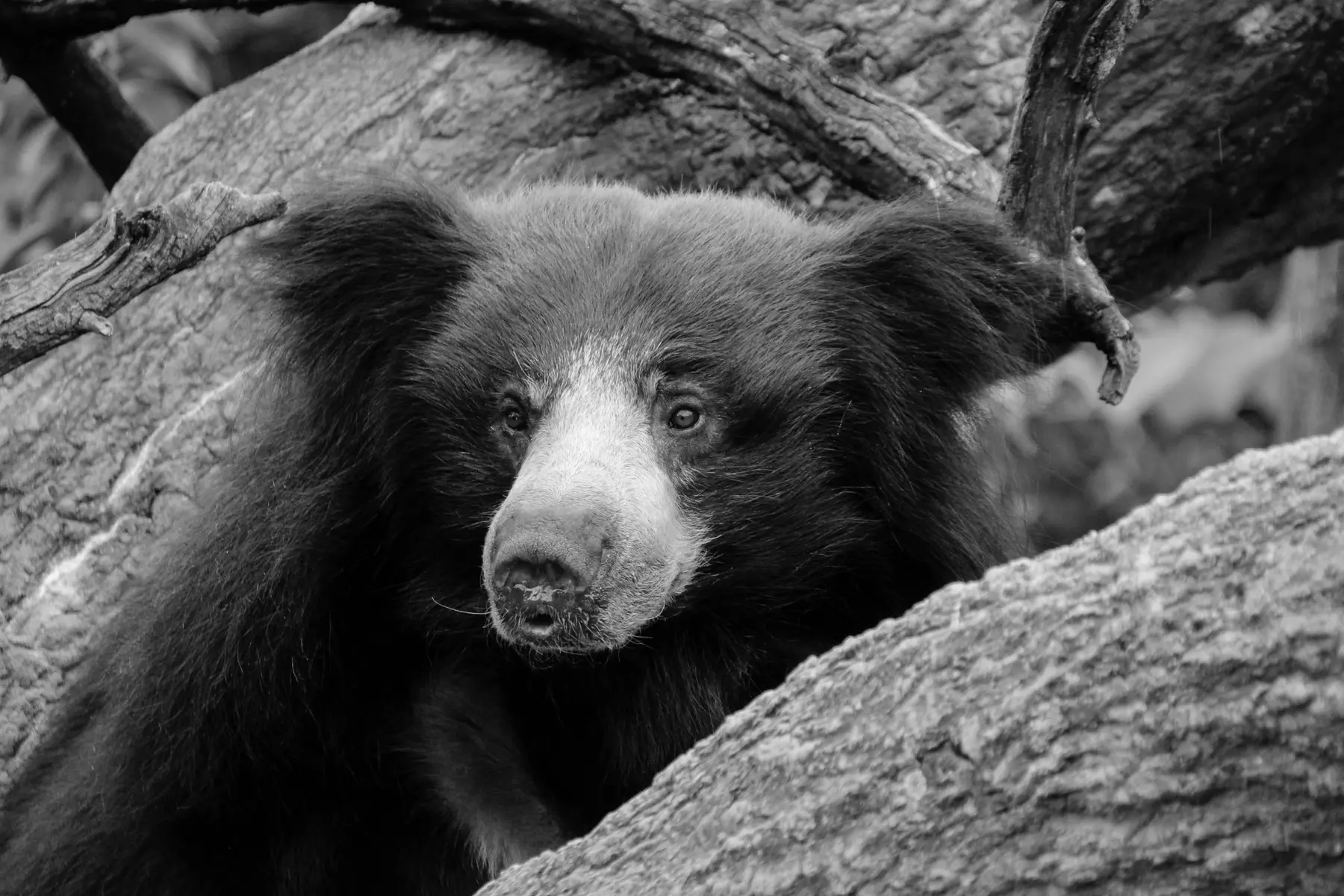 Sloth bears portrait