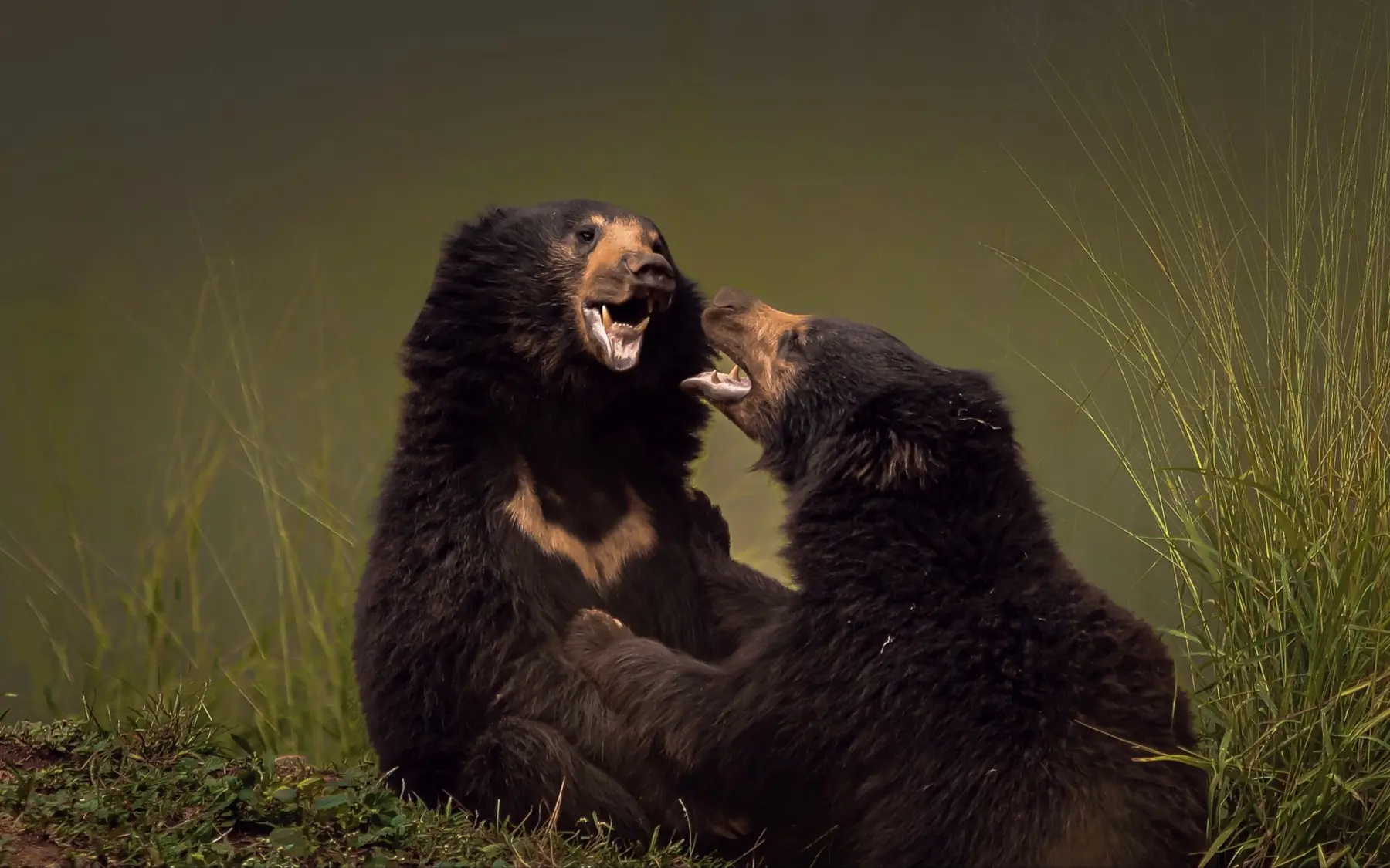 Sloth bears