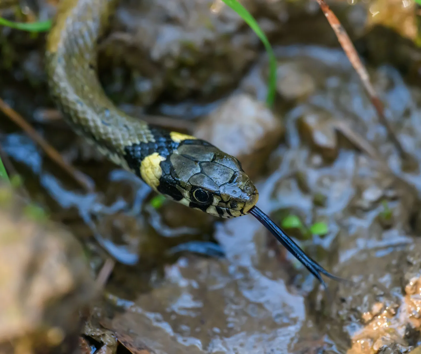 Behaviour or detail of Snakes