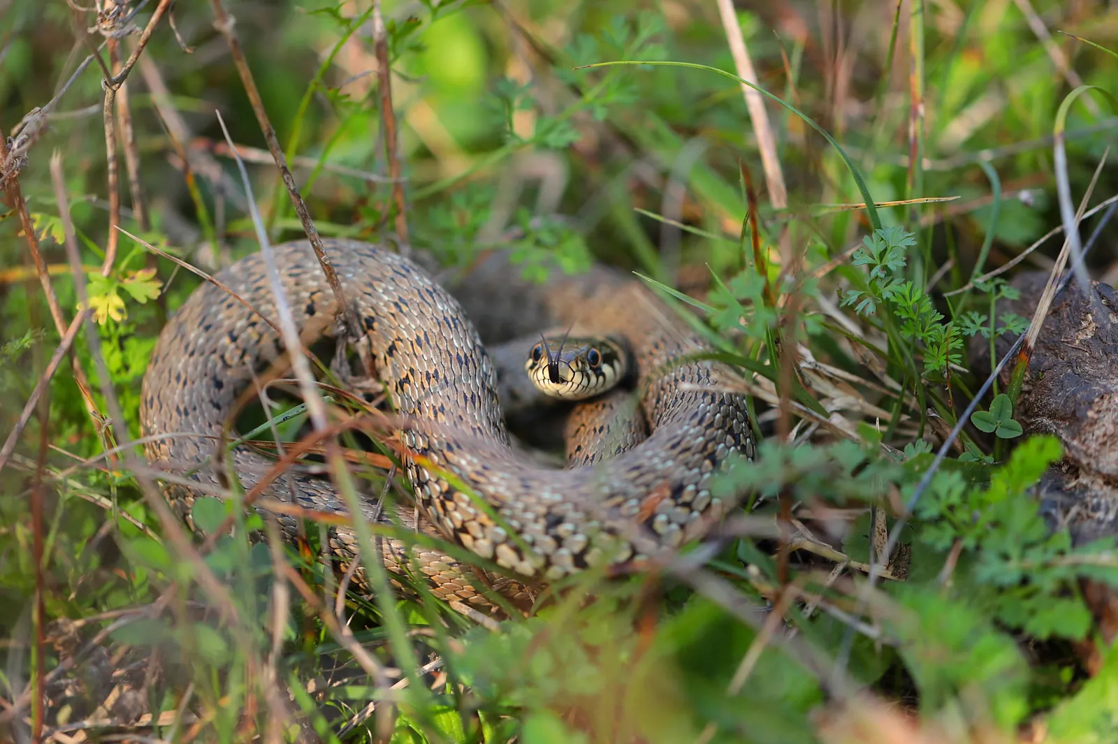 Snakes