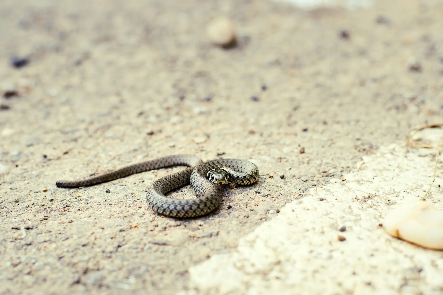 Snakes