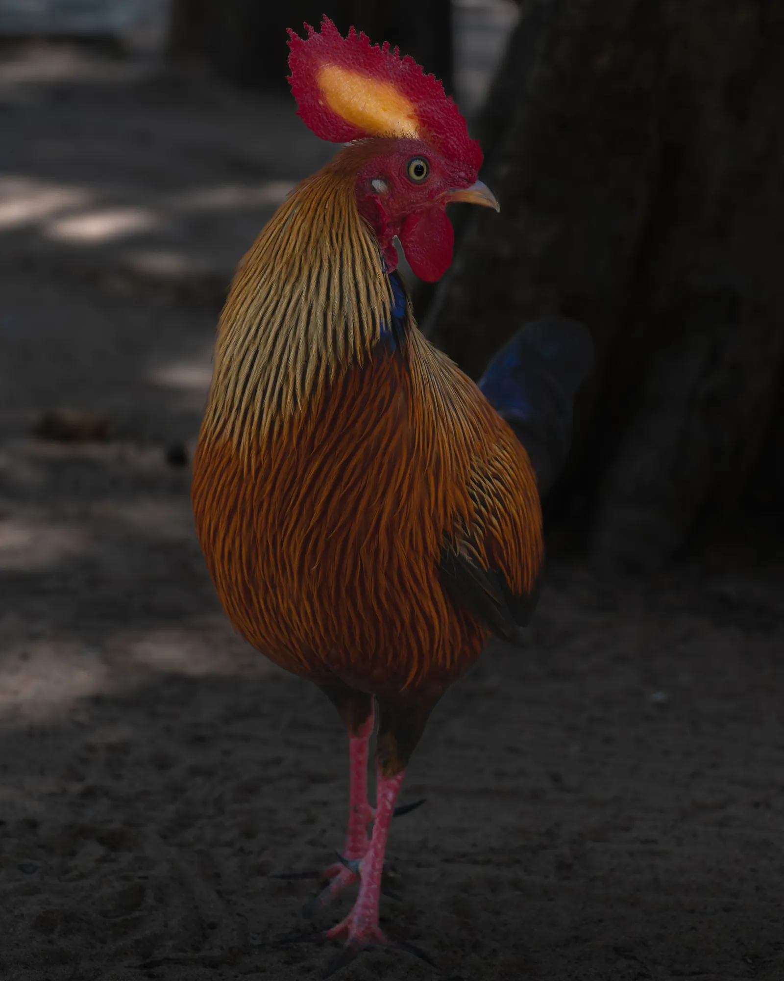 Sri Lankan junglefowl