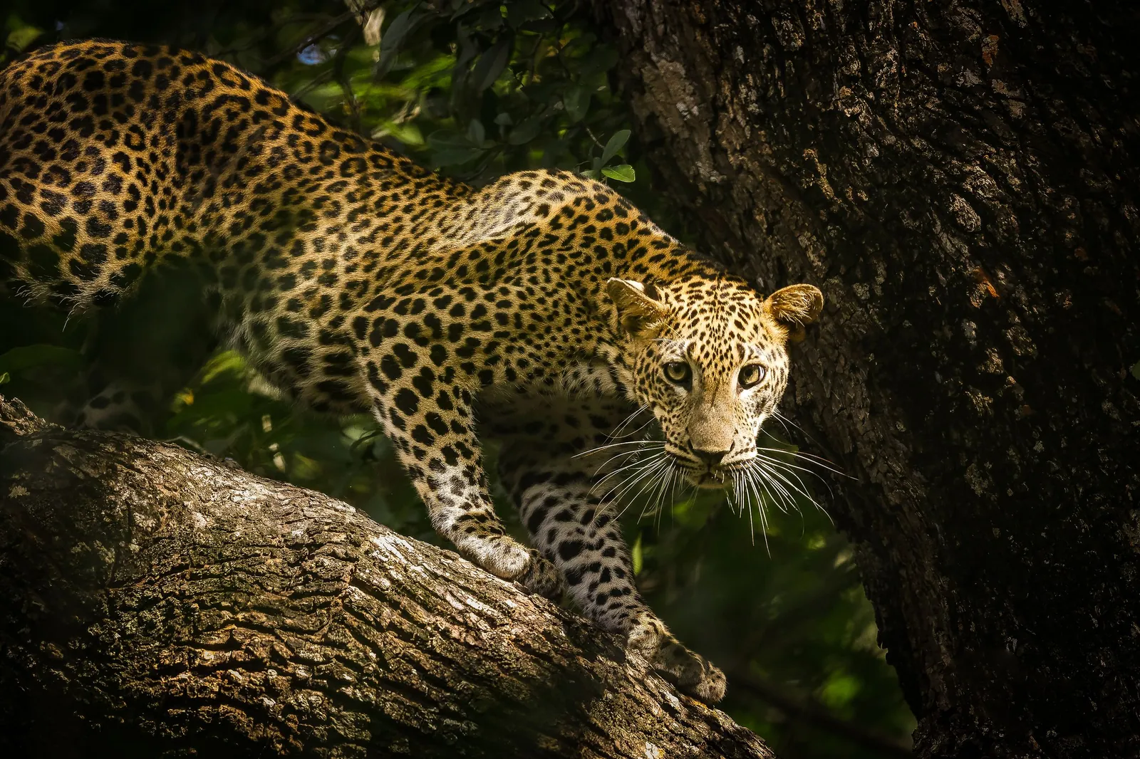 Behaviour or detail of Sri Lankan leopards