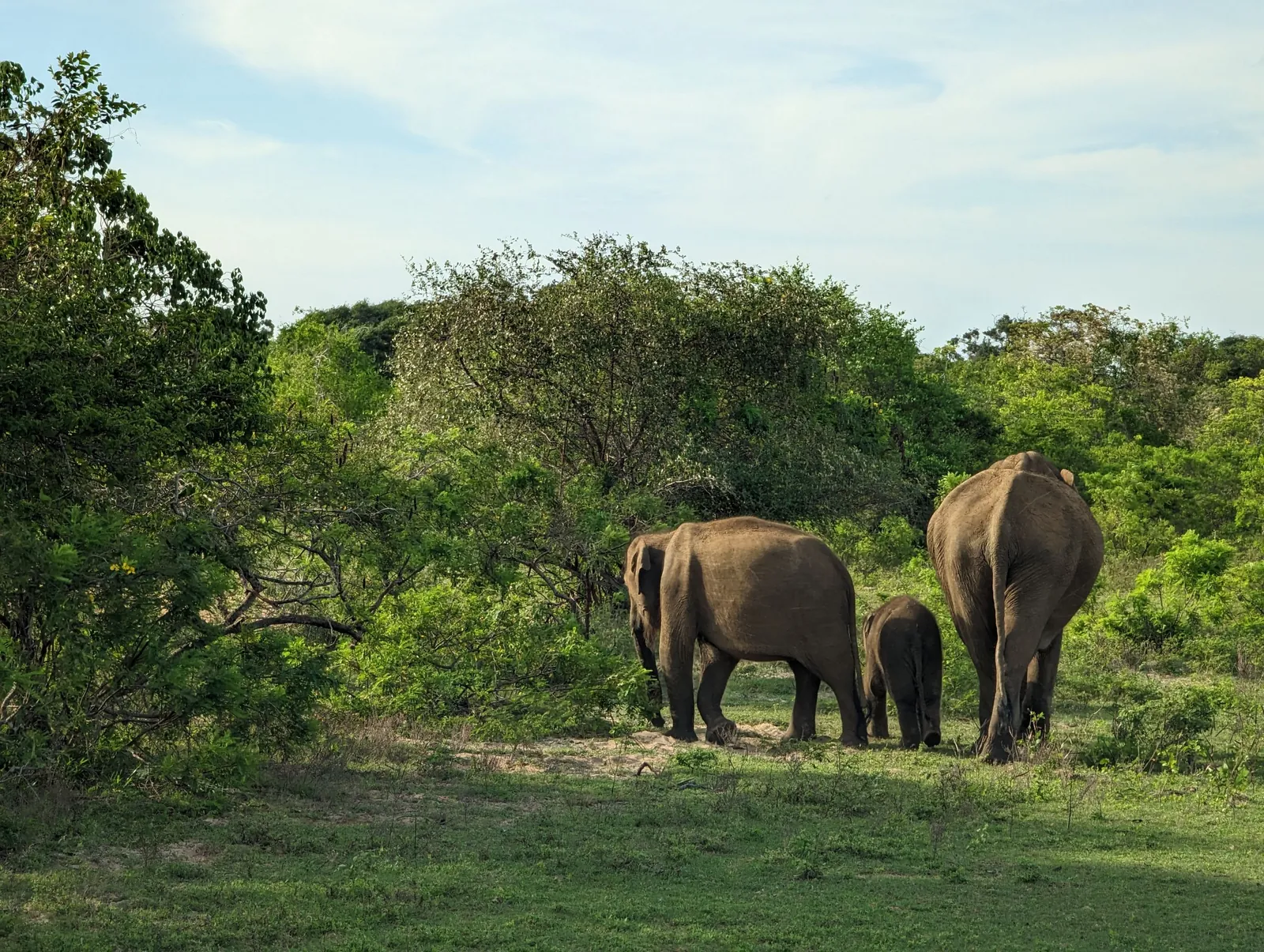 Habitat associated with Sri Lankan leopards