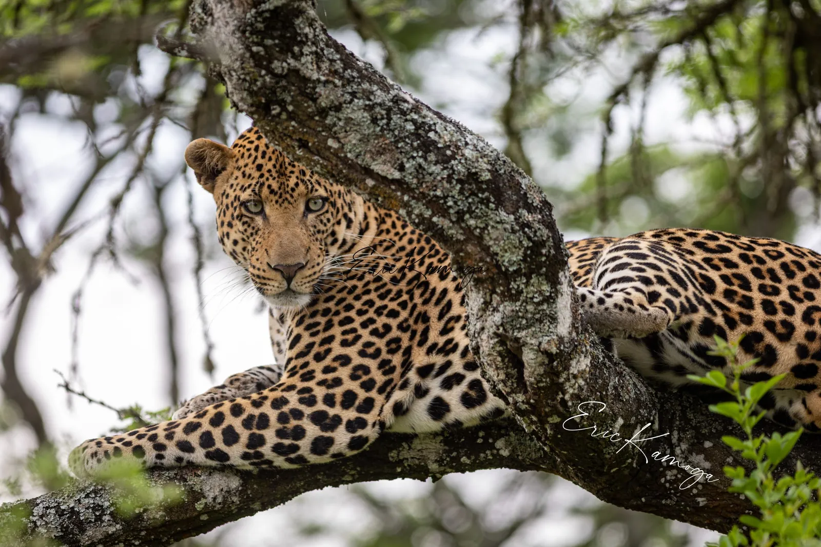Sri Lankan leopards