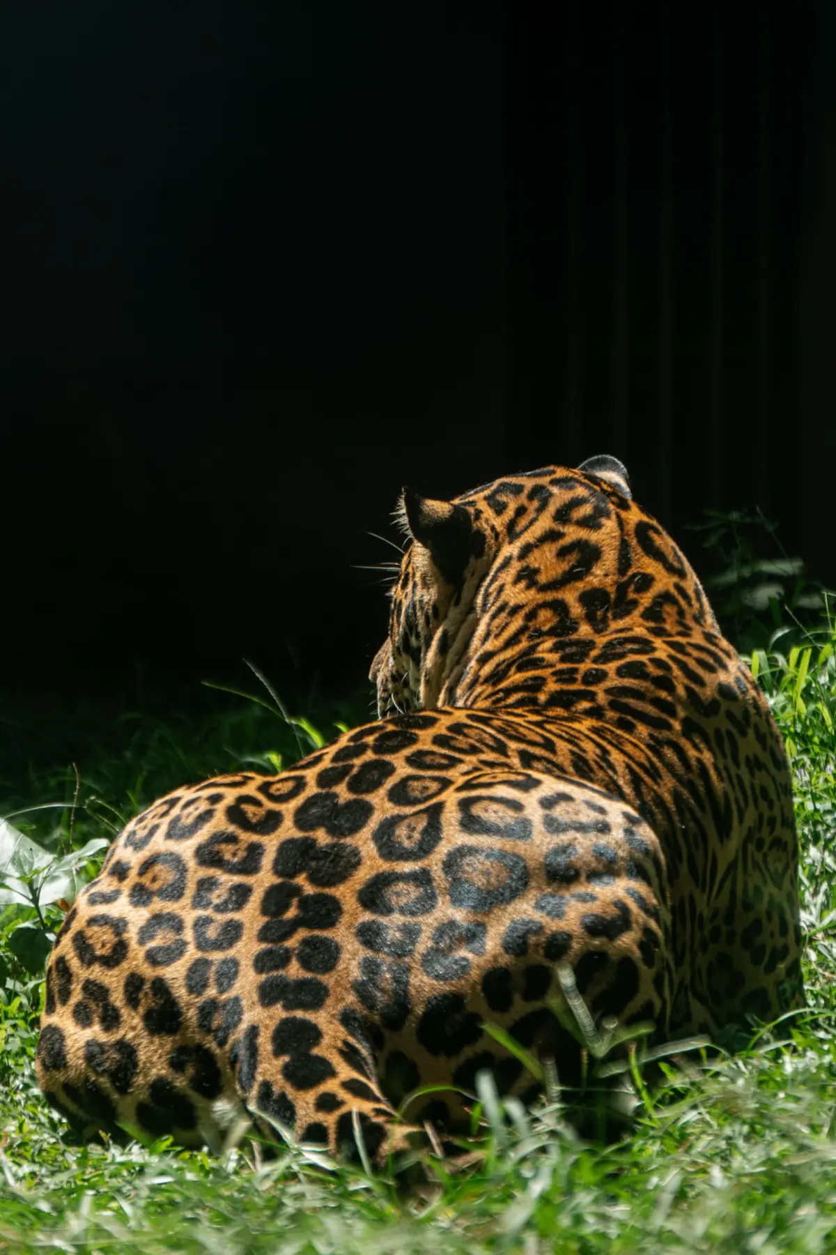 Sri Lankan leopards portrait