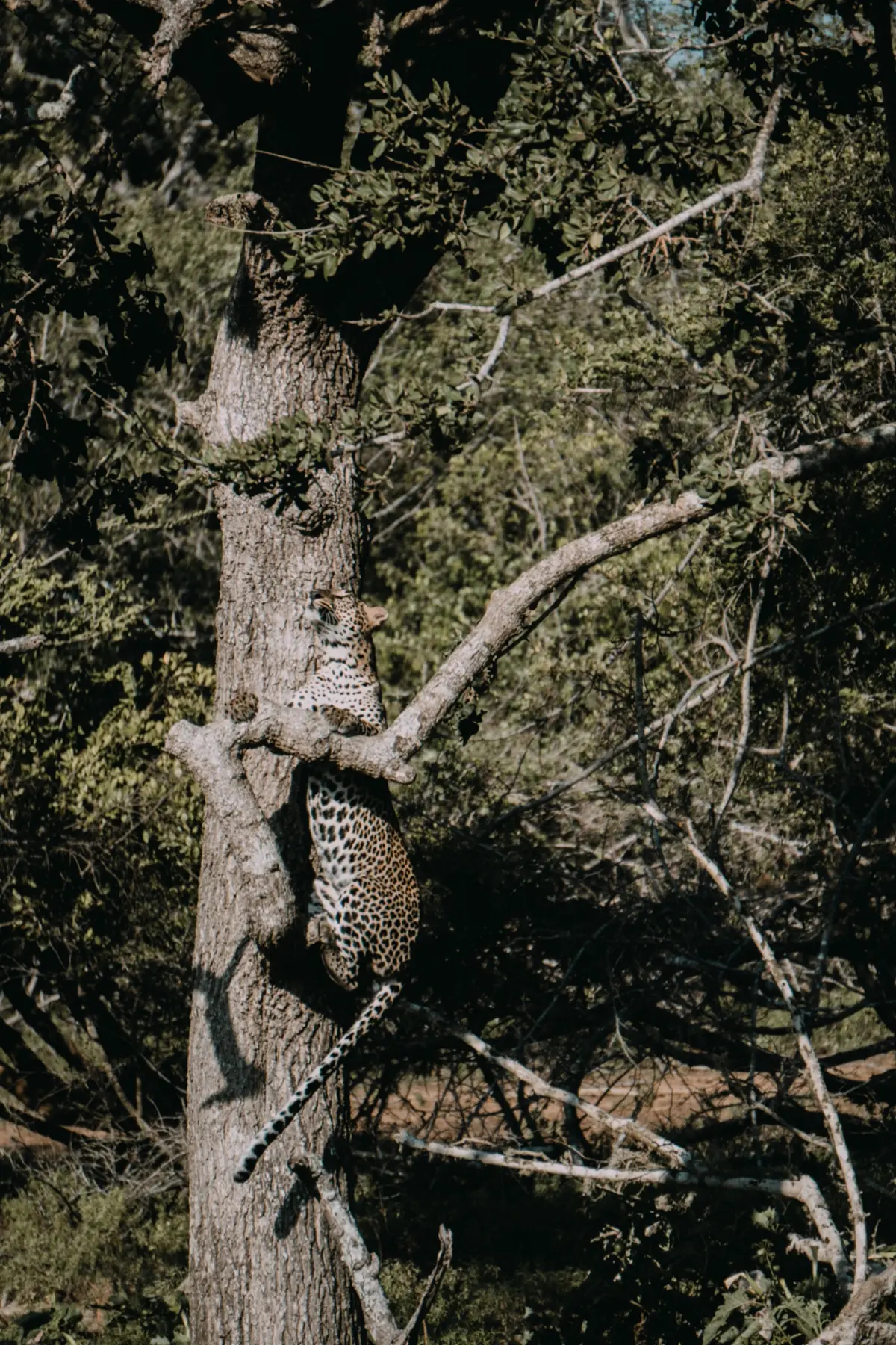 Sri Lankan leopards