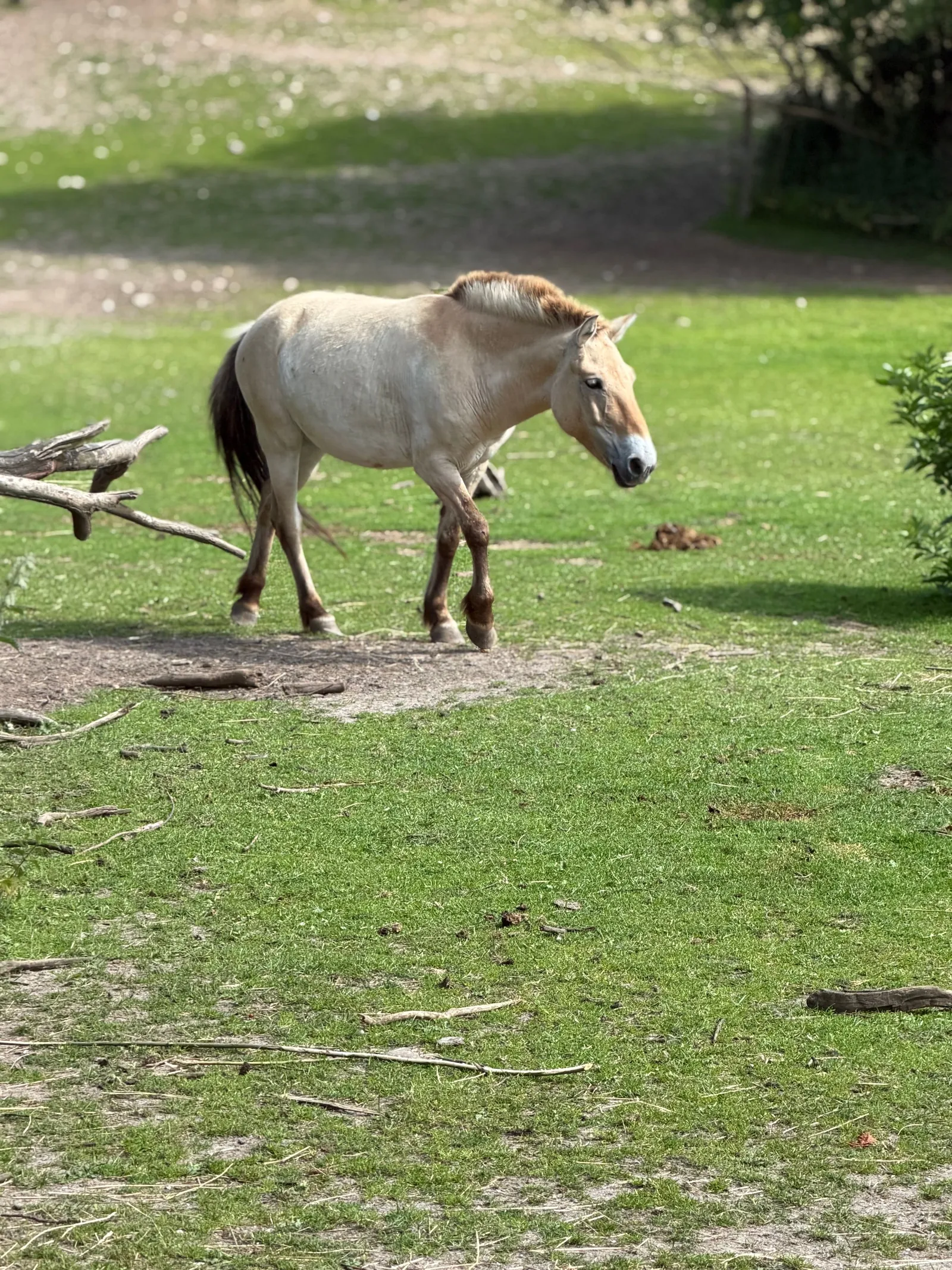 Behaviour or detail of Przewalski’s horse