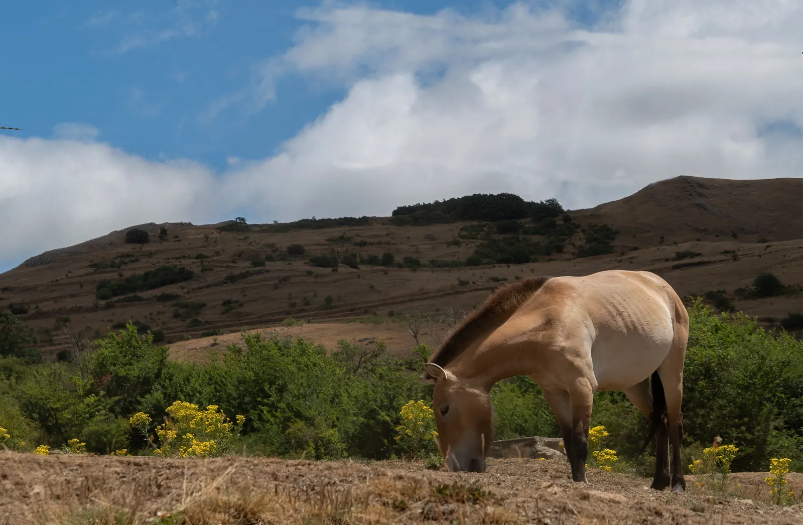 Przewalski’s horse