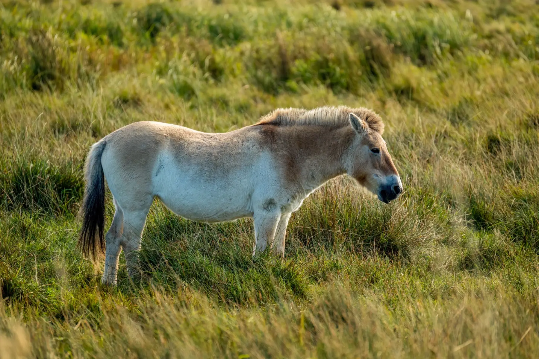 Przewalski’s horse portrait