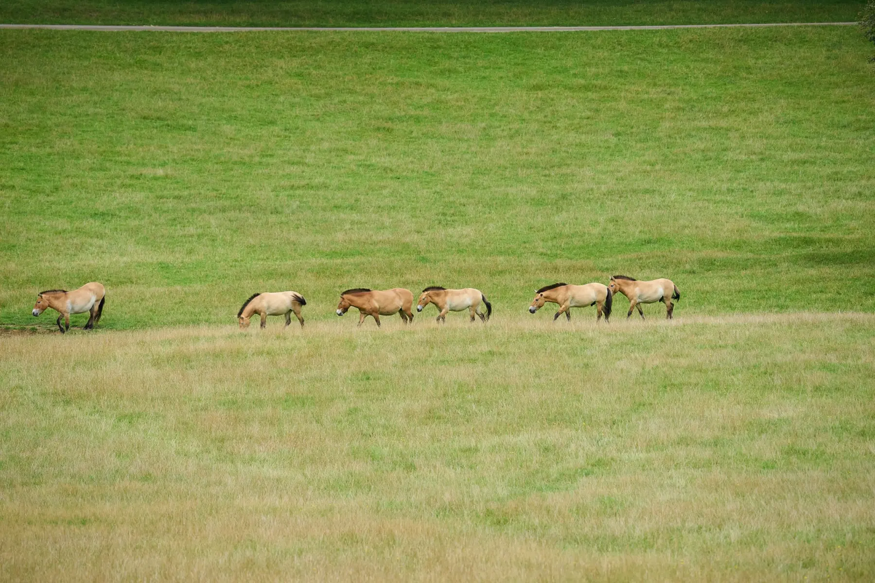 Przewalski’s horse