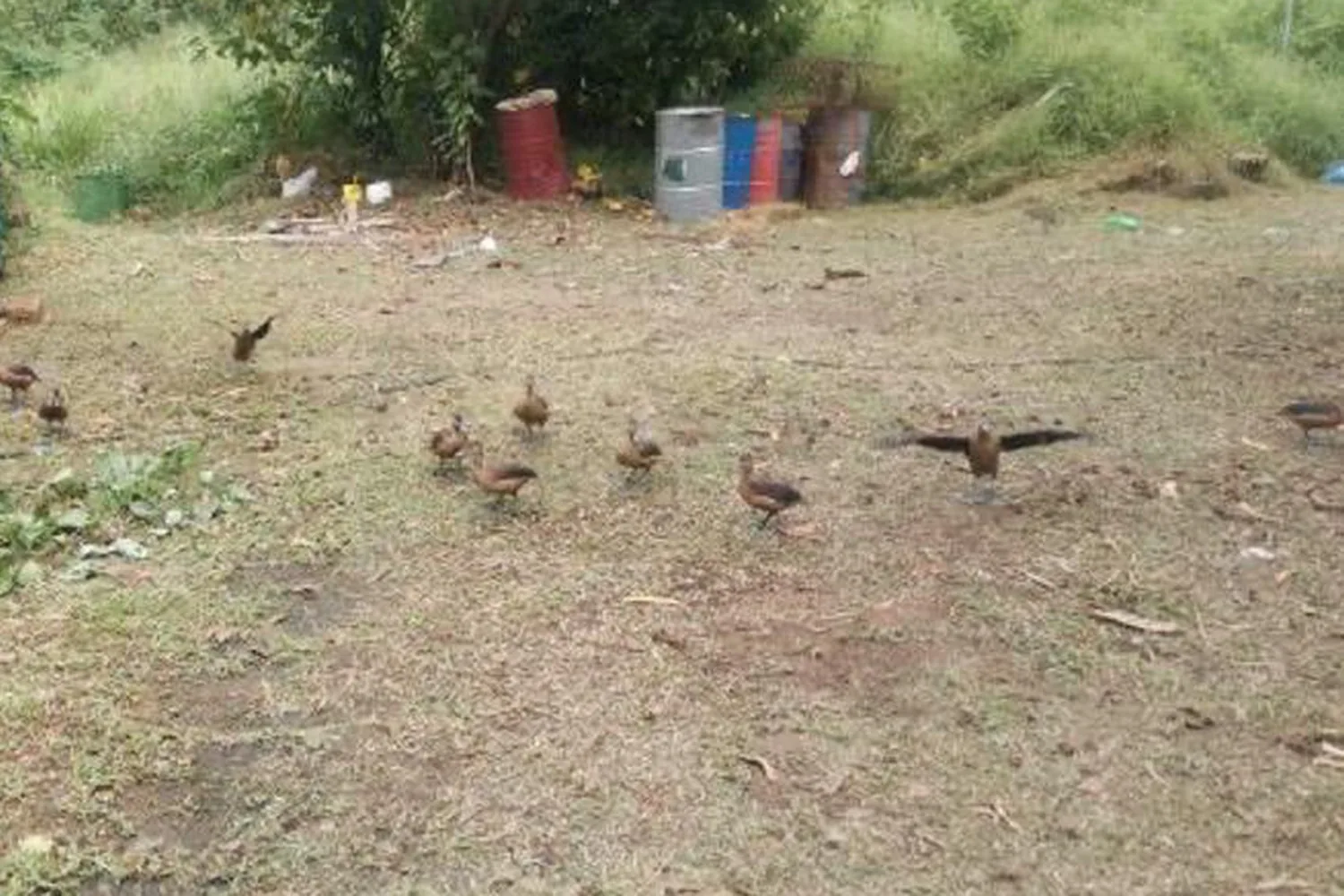Wildlife recovery yard